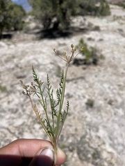 Cymopterus petraeus