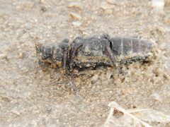 Mallodon spinibarbis
