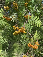 Sorbus aucuparia
