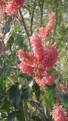 Triplaris americana
