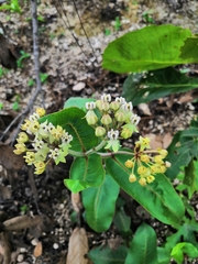 Asclepias jaliscana