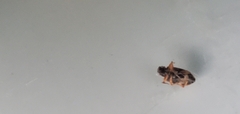 Phyllobius oblongus