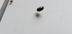 Phyllobius oblongus
