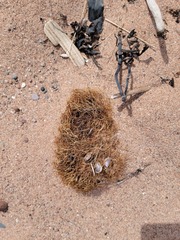 Ascophyllum nodosum