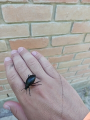 Eleodes spinipes ventricosus