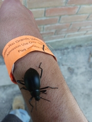 Eleodes spinipes ventricosus