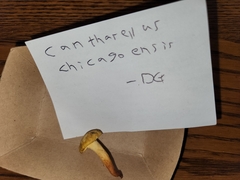 Cantharellus chicagoensis