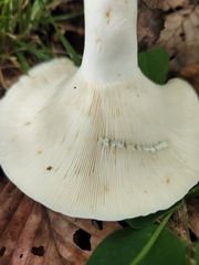 Lactifluus glaucescens