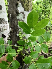 Zanthoxylum mollissimum
