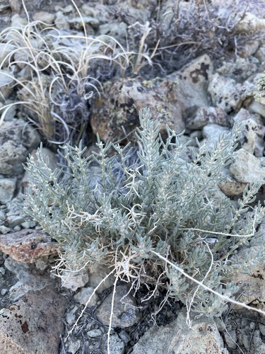 Image of Neokochia americana by (c) Matt Berger, some rights reserved (CC BY)
