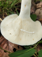 Lactifluus glaucescens