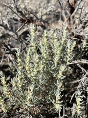 Neokochia americana
