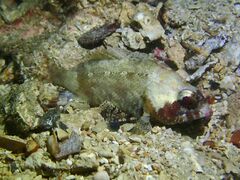 Centrogenys vaigiensis