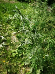 Artemisia sieversiana