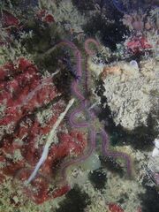 Macrophiothrix nereidina