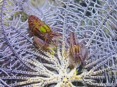 Synalpheus stimpsonii