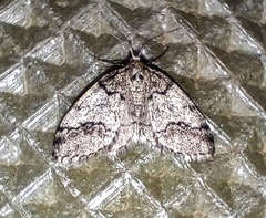 Tephronia lhommaria