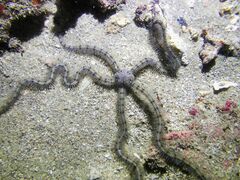 Macrophiothrix