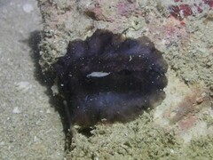 Scutus unguis