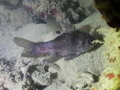 Apogonichthyoides melas