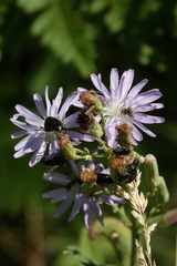 Lactuca pulchella