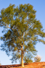 Gyrostemon ramulosus