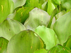 Pontederia