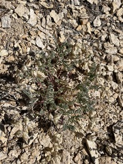 Astragalus lentiginosus