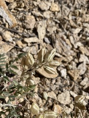 Astragalus lentiginosus