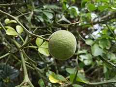 Citrus × aurantium