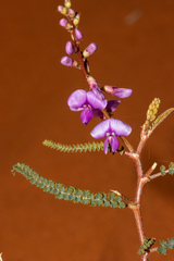 Swainsona microphylla