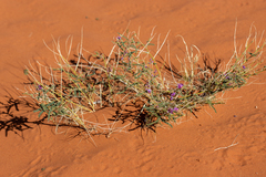 Swainsona microphylla