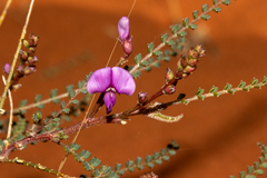 Swainsona microphylla