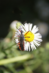 Sphedanolestes cingulatus