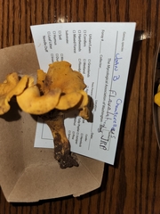 Cantharellus flavolateritius