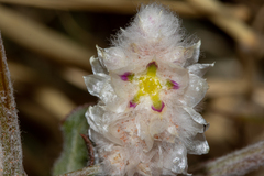 Ptilotus latifolius