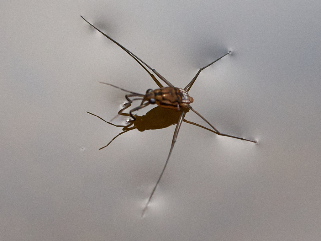 Trepobates pictus