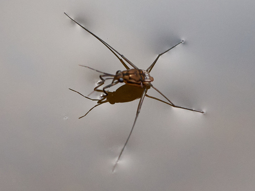Trepobates pictus