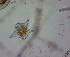 Protoperidinium oblongum