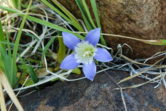 Gentiana setigera
