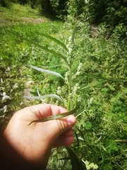 Artemisia sieversiana