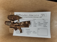 Marasmiellus praeacutus