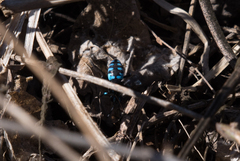 Thyreus nitidulus nitidulus