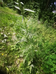 Artemisia sieversiana