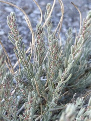 Neokochia americana