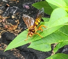 Sphecius speciosus