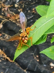 Sphecius speciosus