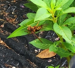 Sphecius speciosus