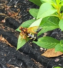 Sphecius speciosus