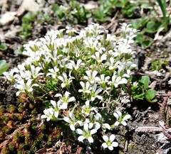 Cherleria biflora